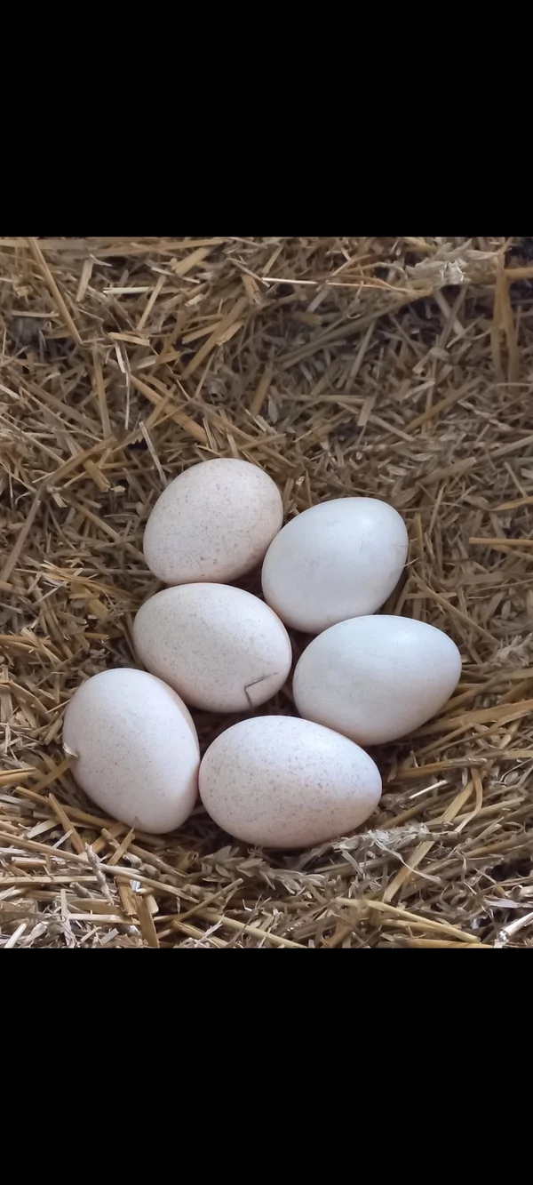 Индюшиное яйцо