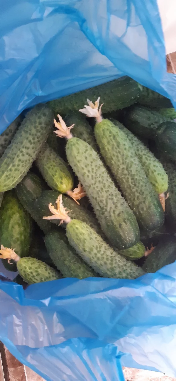 Огурчики