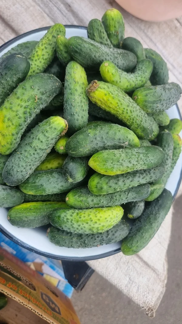 Огурчики домашние