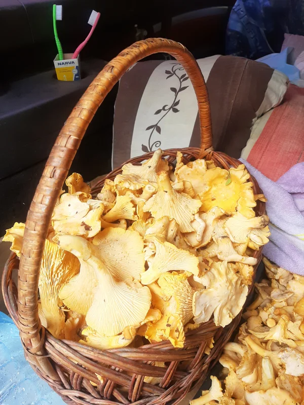 Лисички