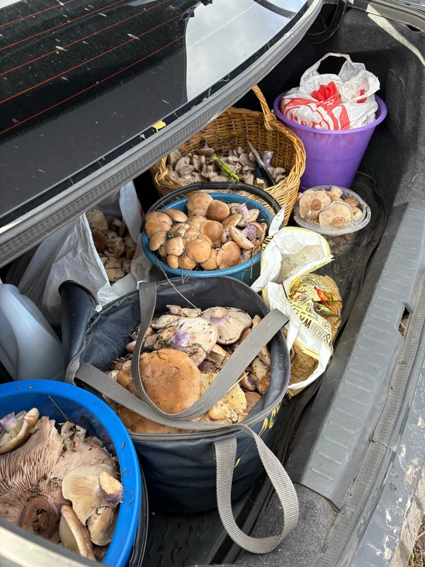 Грибы синяя ножка