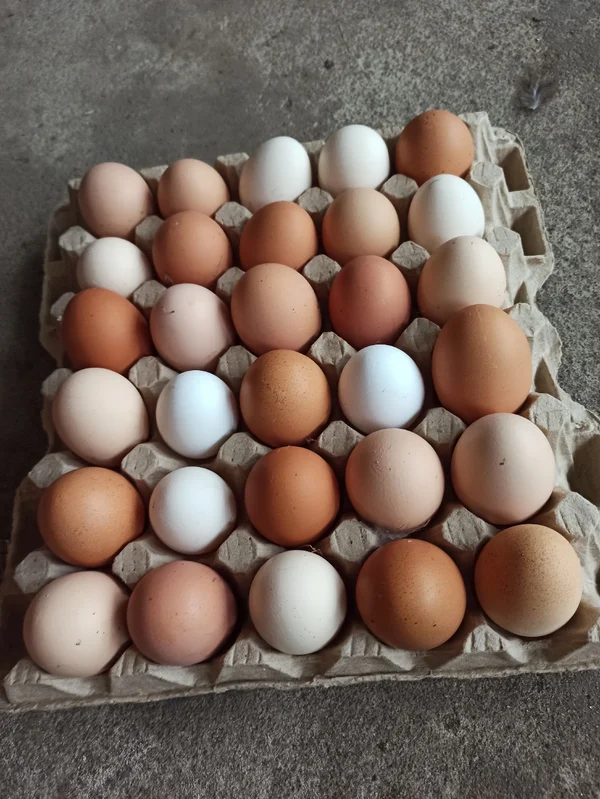 Домашние куриные яйца