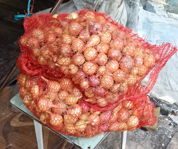Лук репчатый мелкий на зелёнку