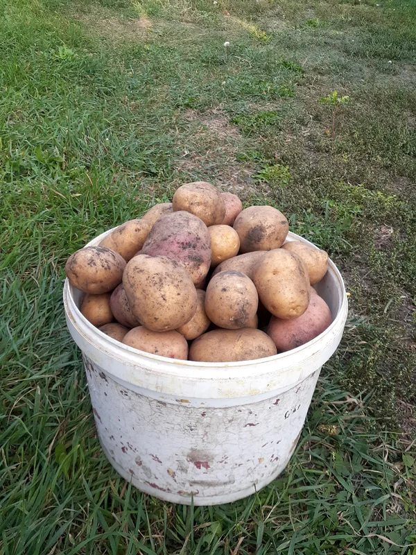 Домашний картофель
