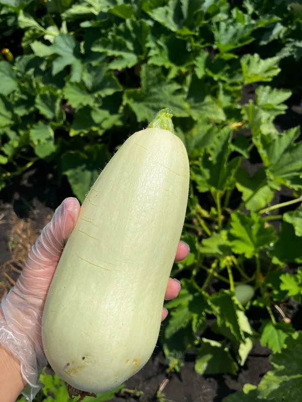 Кабачки