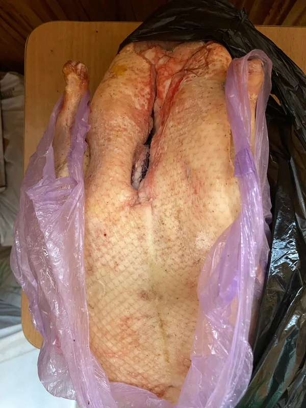 Утка домашняя