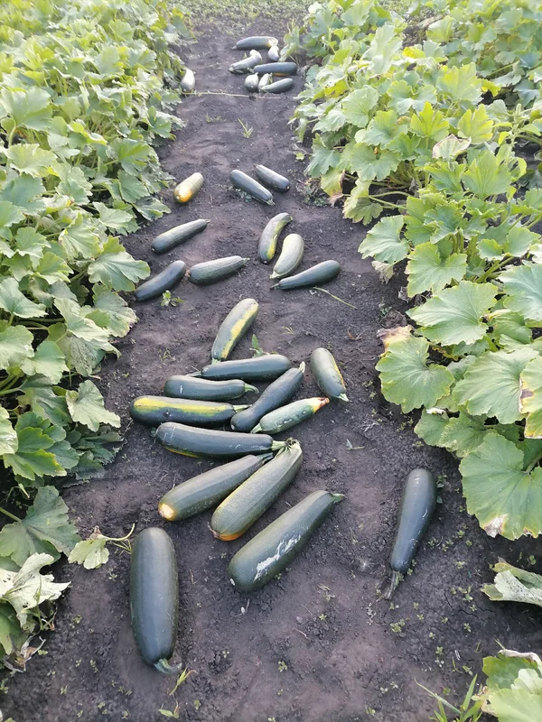 Товар