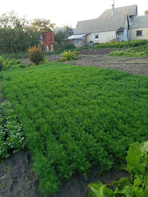 Укроп