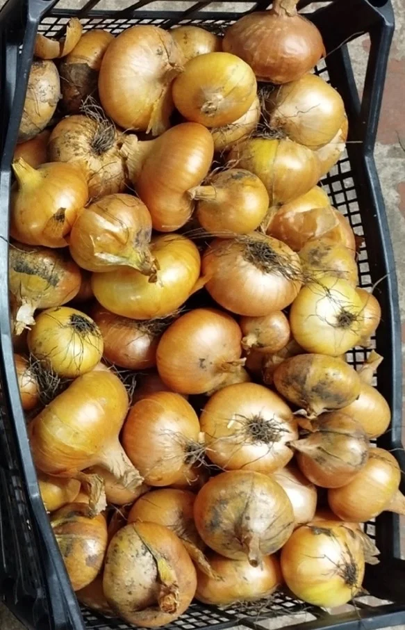 Лук