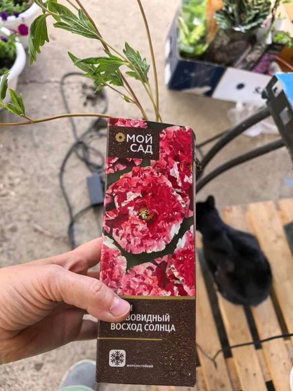 Пион древовидный "восход солнца"