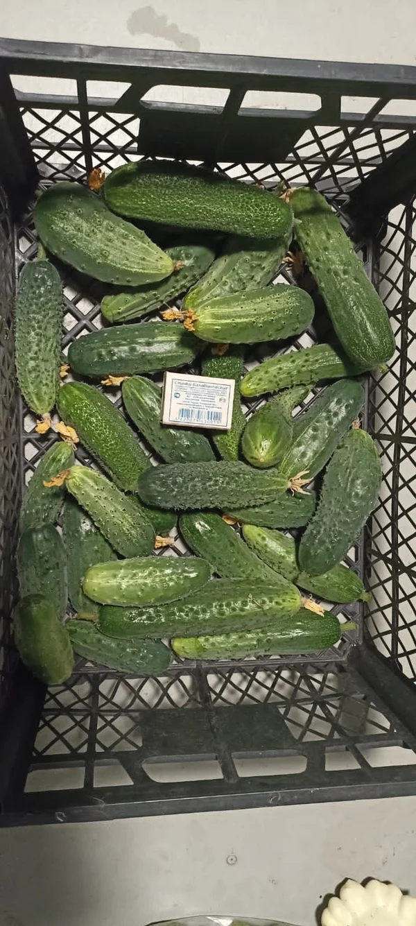 Огурцы