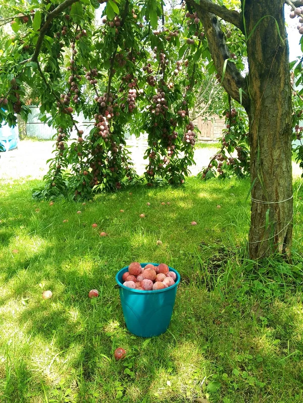 Слива Красномясая