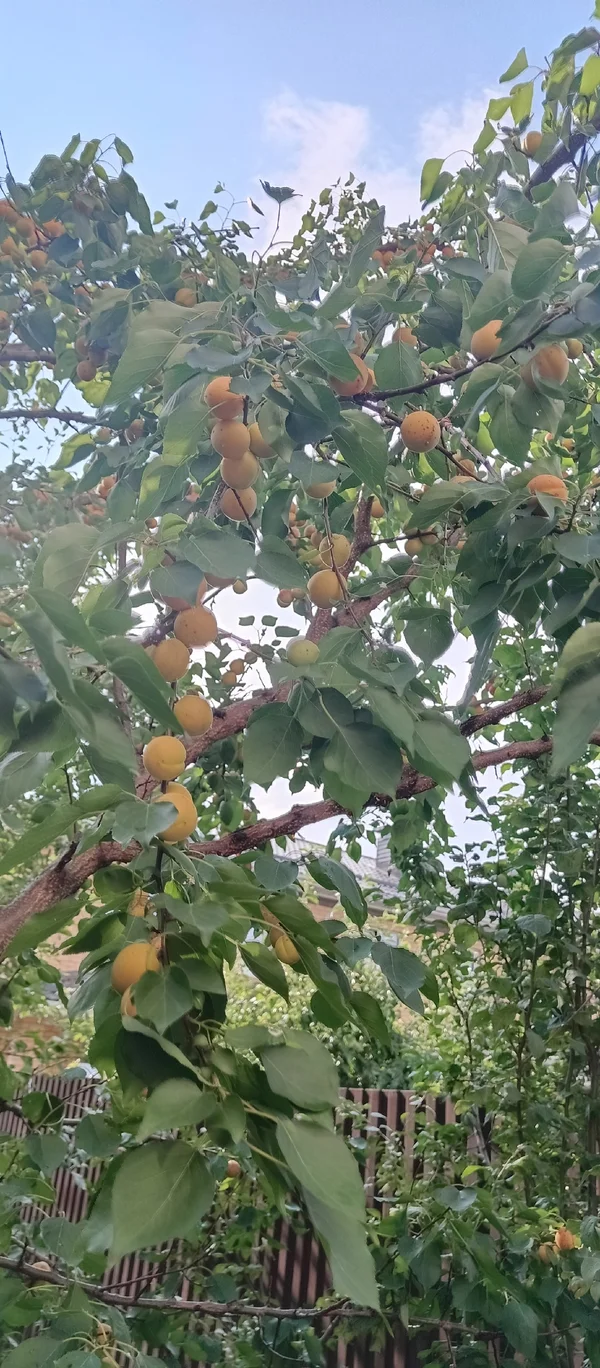 Абрикосы