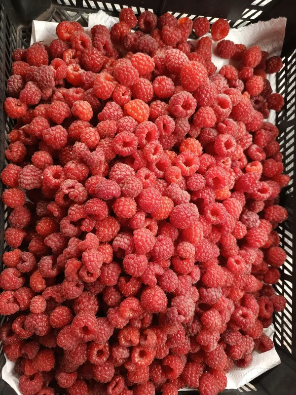 Малина
