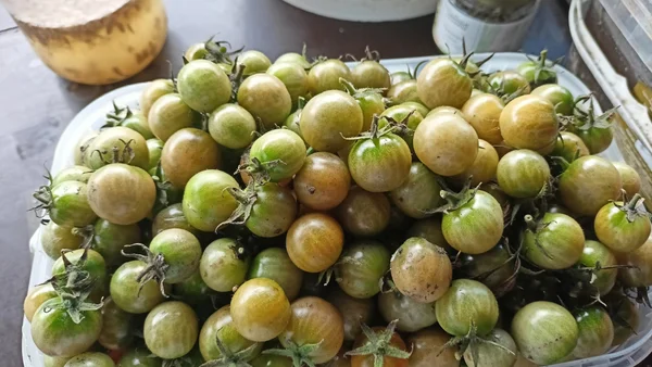 Зелёные помидоры черри