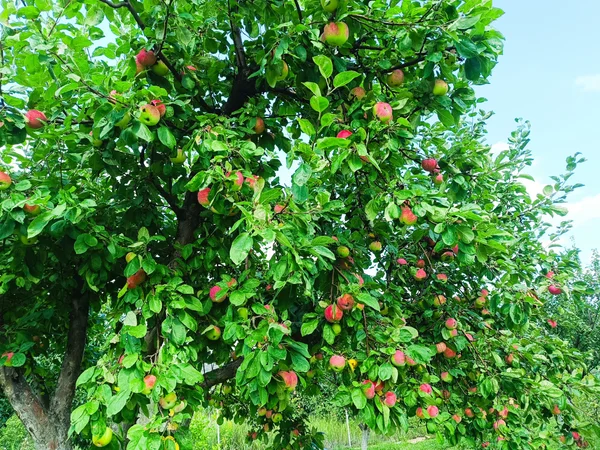 Яблоки с дерева для еды, ассорти
