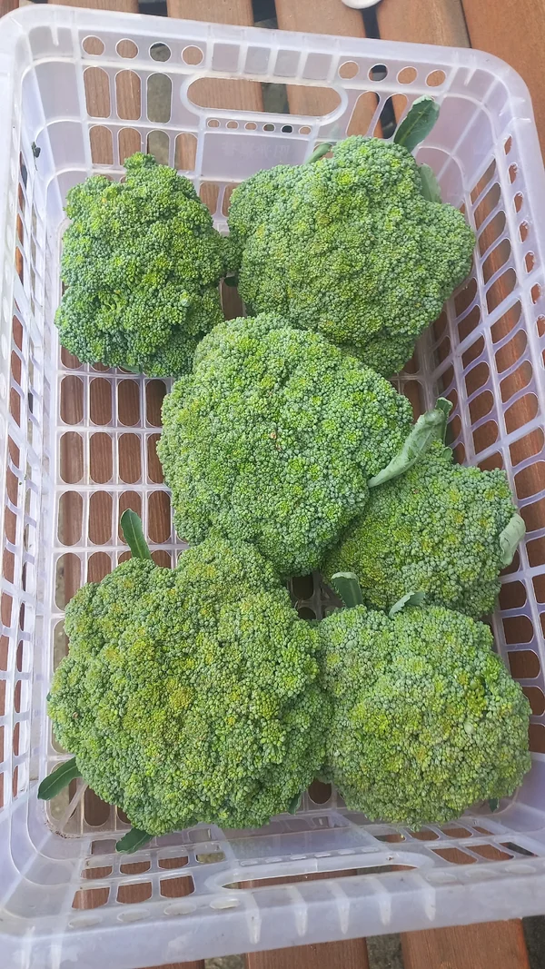 Брокколи