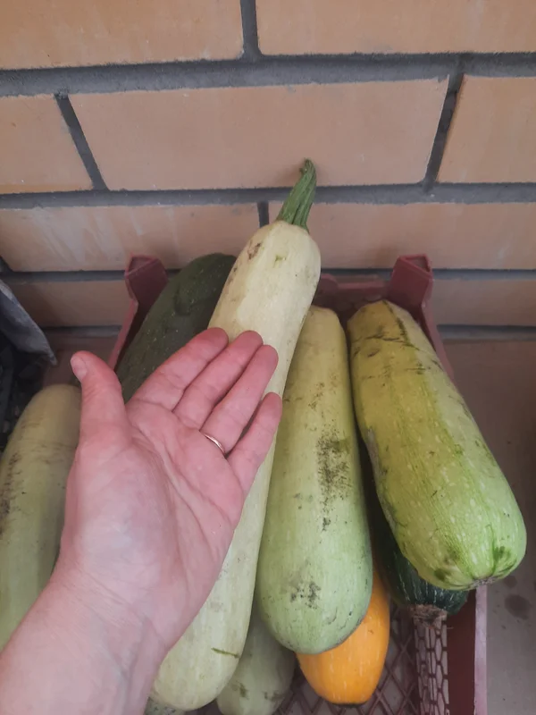 Кабачки