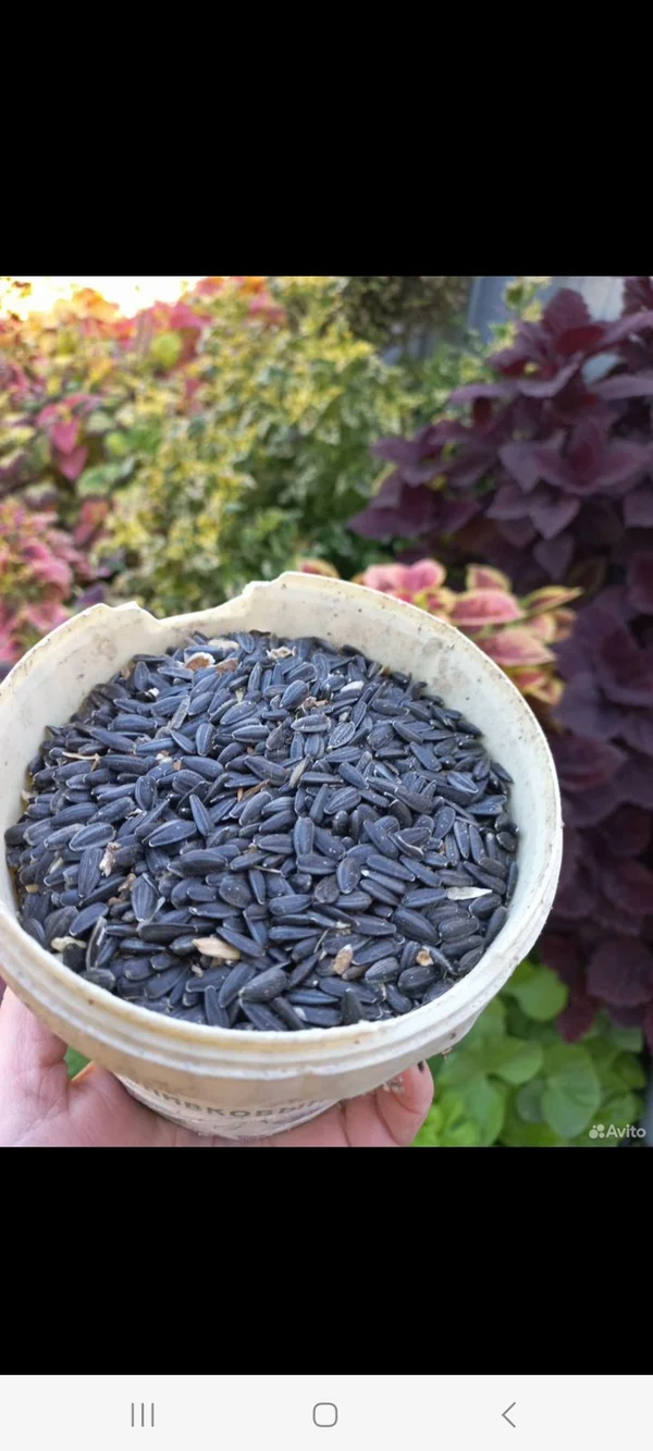 Семечки подсолнечника