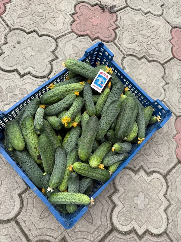 Огурцы
