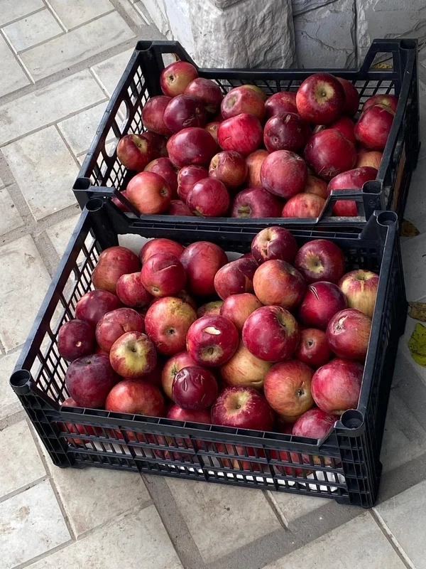 Яблоки падалица сорт Россошанское полосатое