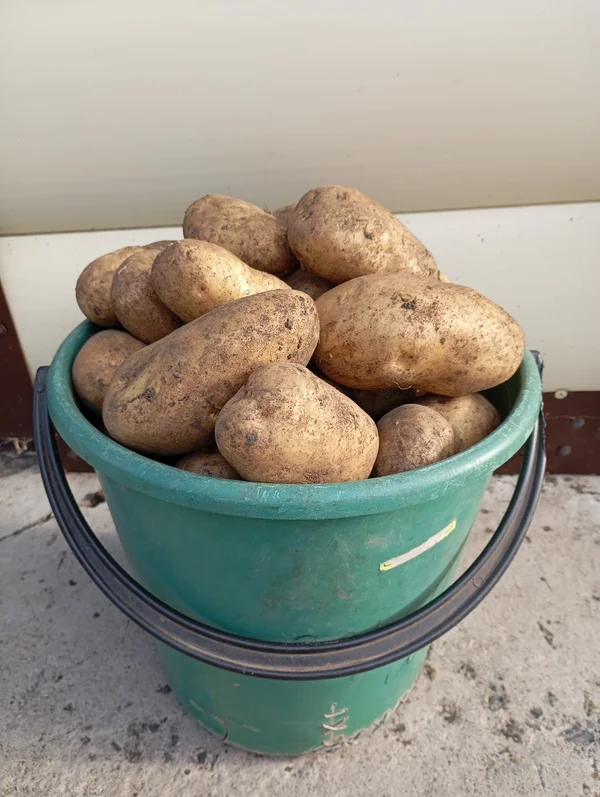 Картофель