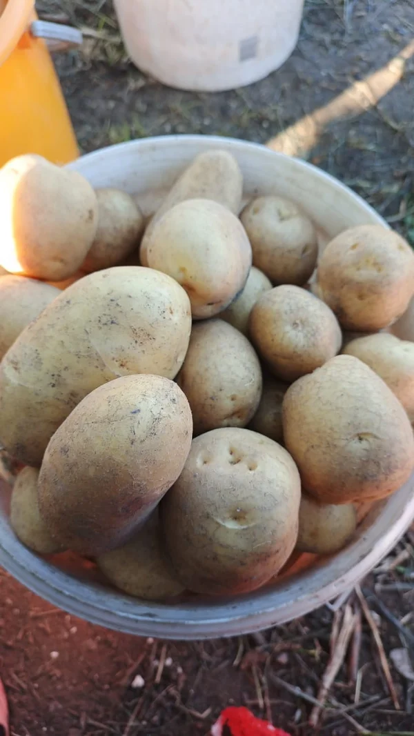 Картофель