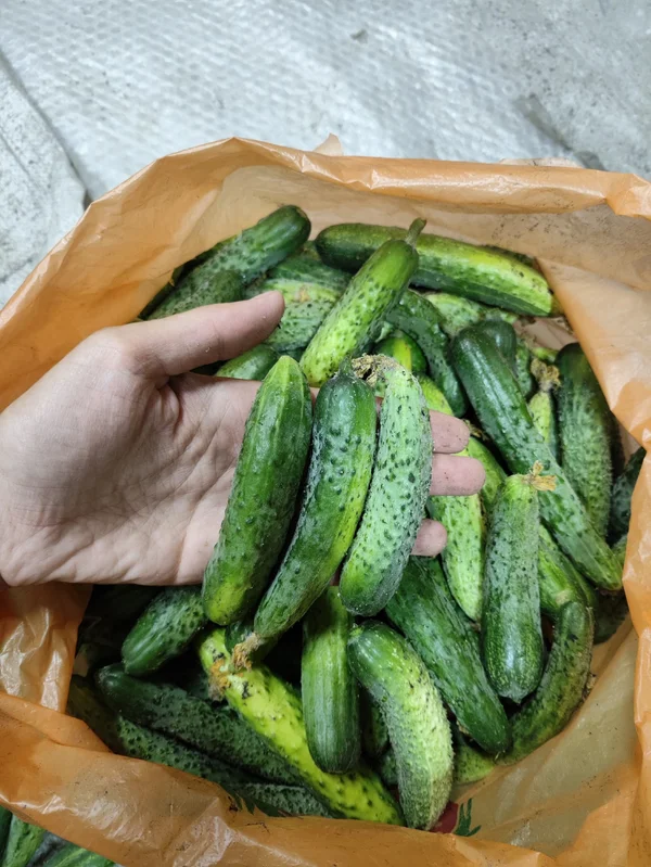 Огурцы