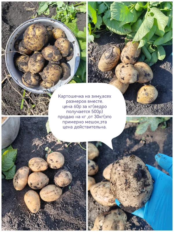 Картофель