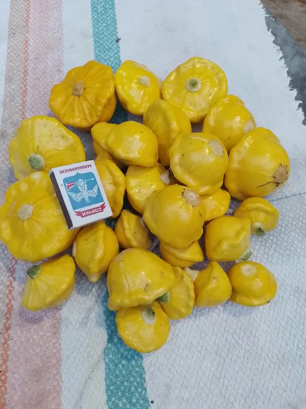 Патиссоны