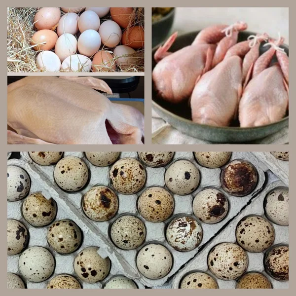 Куриные яйца