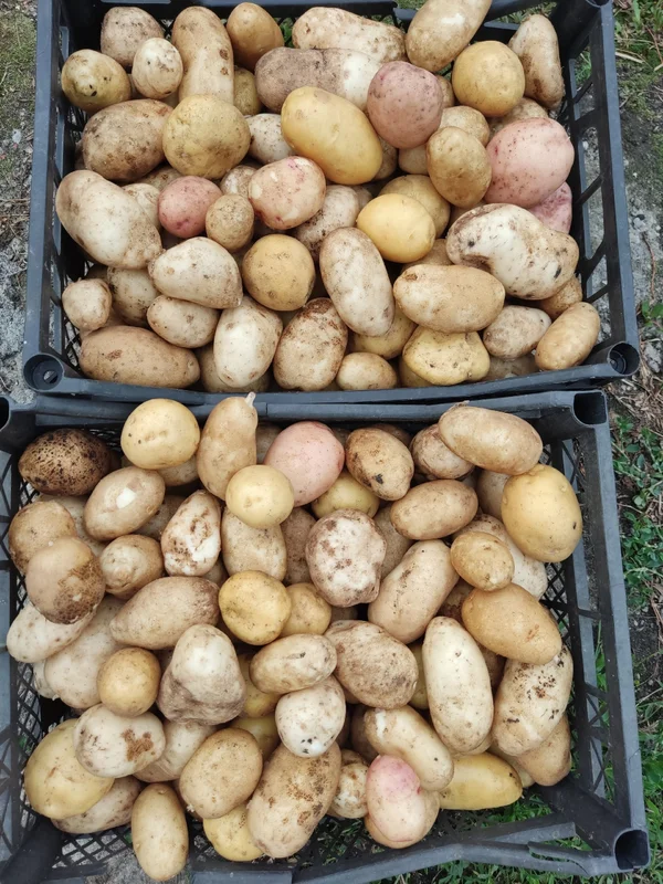 Картофель