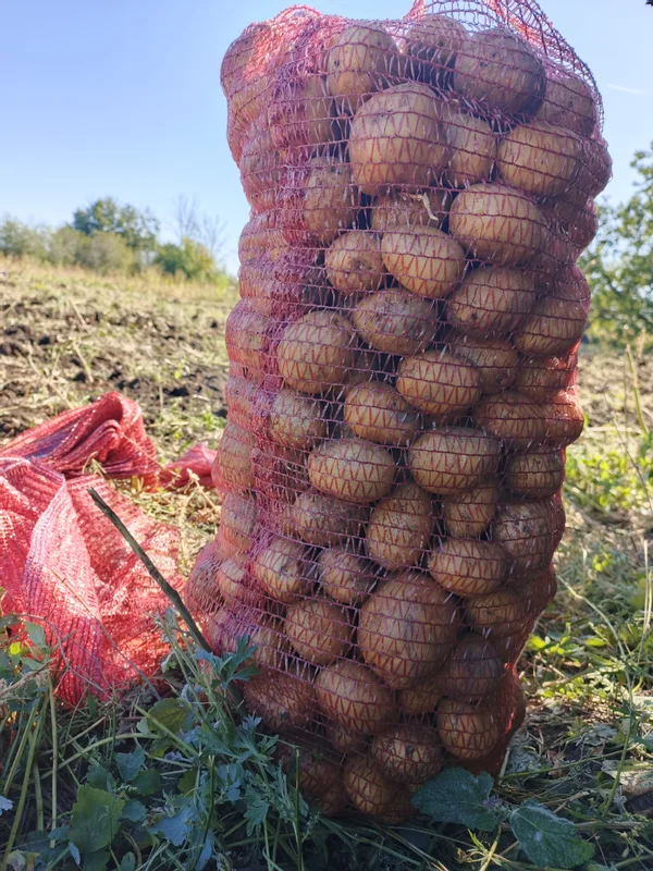 Домашний картофель