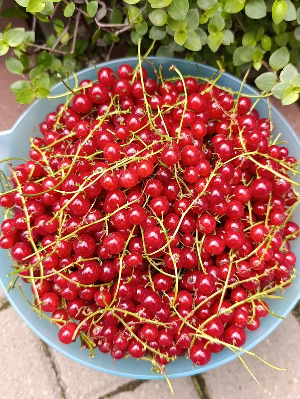Красная смородина