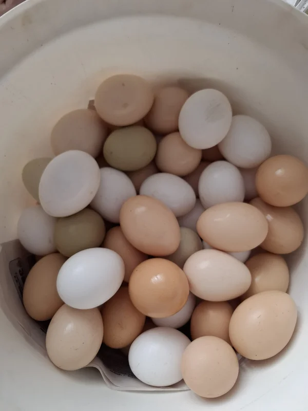 Домашние деревенские яйца