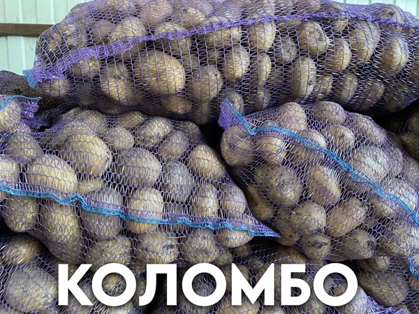 Картофель