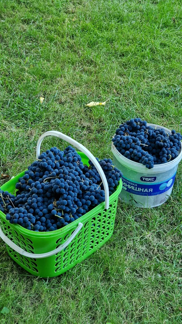 Виноград изабелла