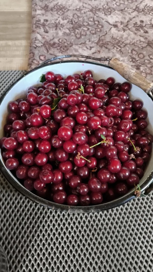 Вишня