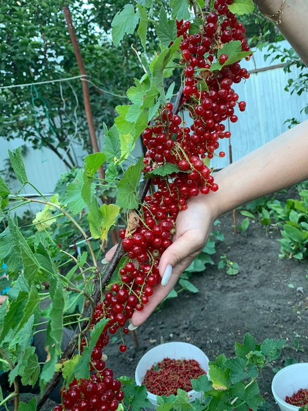 Красная смородина