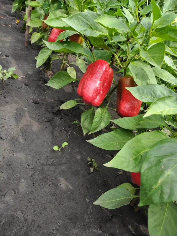 Лук