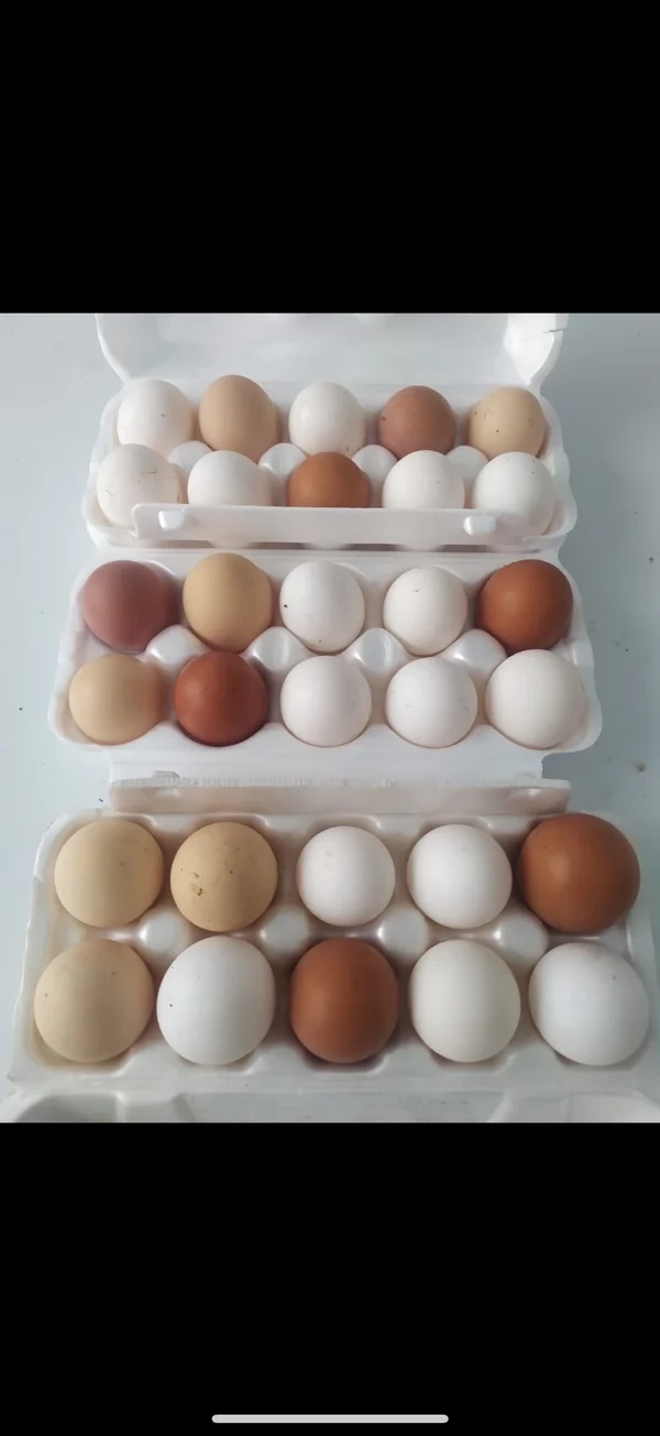 Домашние куриные яйца