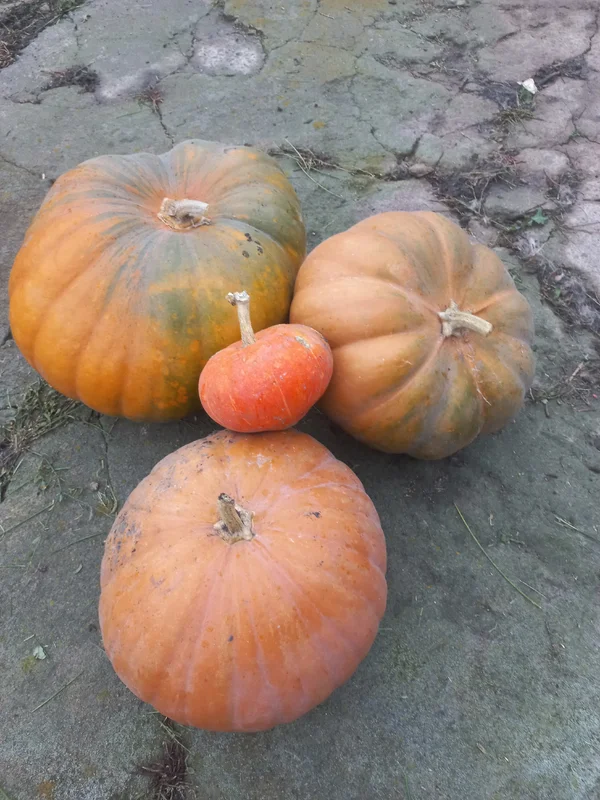 Тыква крупная