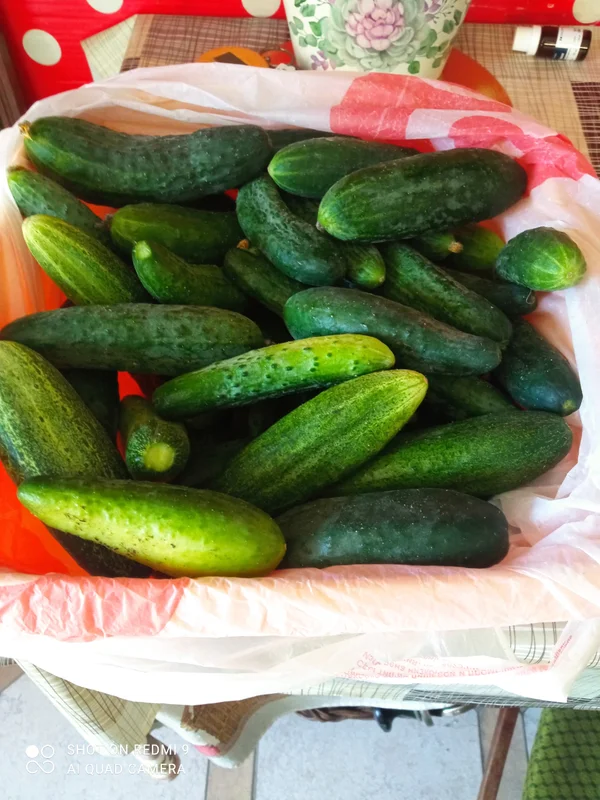 Огурцы