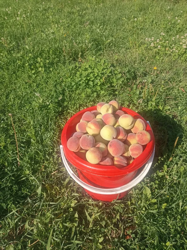 Персик