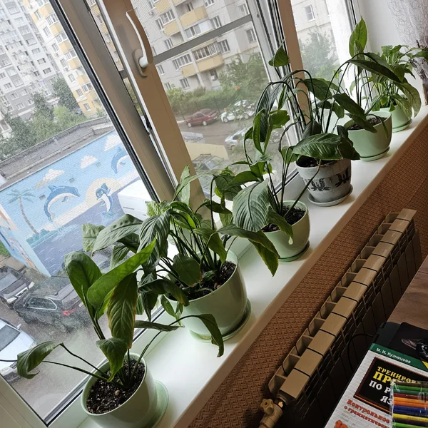 Спатифиллум