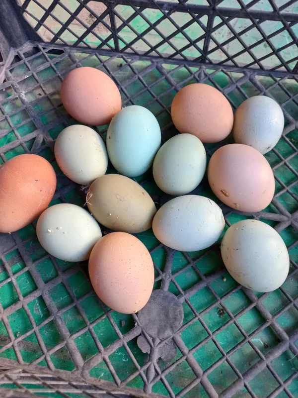 Куриное яйцо