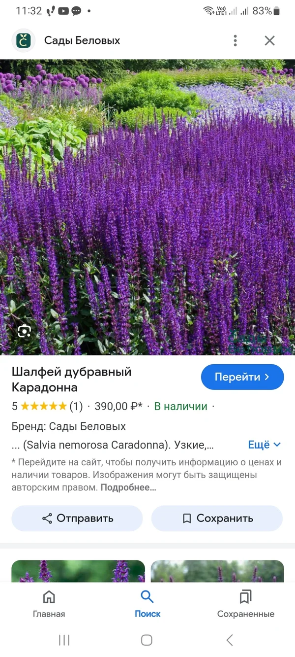 Шалфей Карадонна