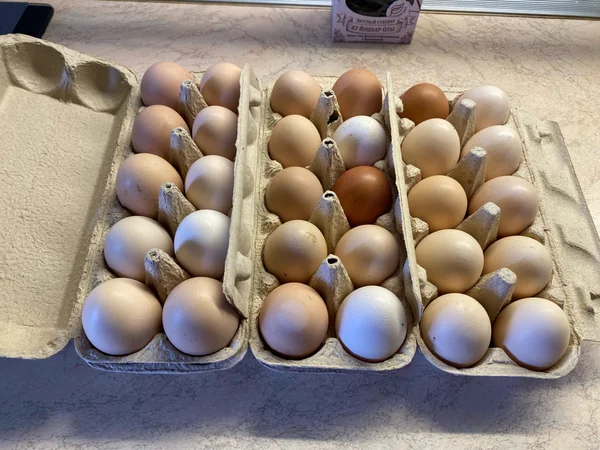 Домашние яйца