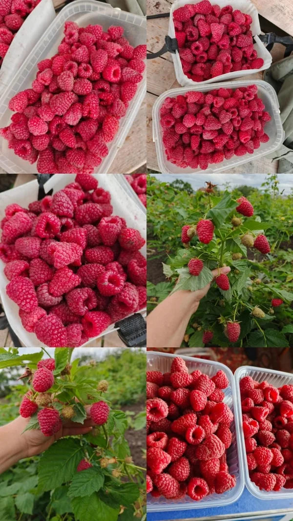 Малина домашняя