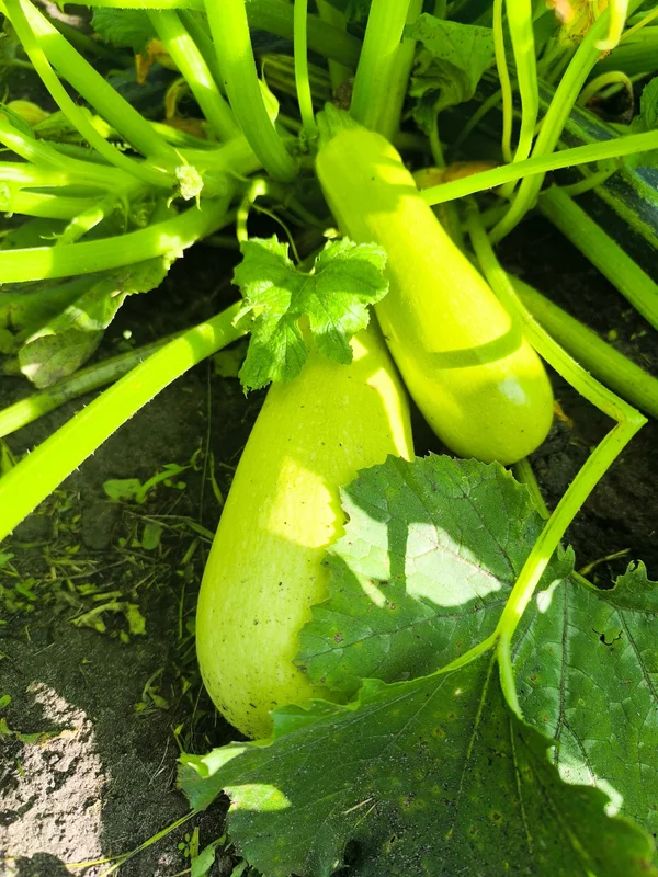 Кабачки